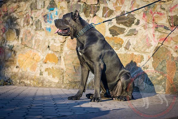 Leather Cane Corso collar with rust-proof parts