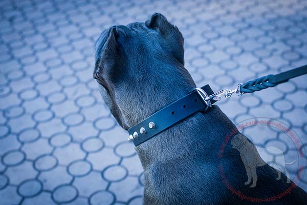 Walking leather Cane Corso collar with rust-resistant fittings