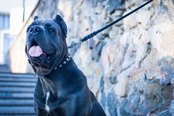 Leather Cane Corso collar with shiny pyramids