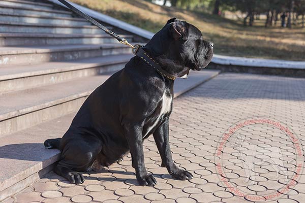 Leather Cane Corso collar with brass spiked adornment