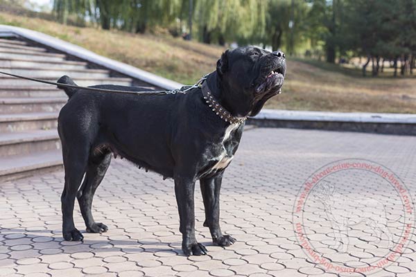 Walking leather Cane Corso collar with spikes and half-spheres