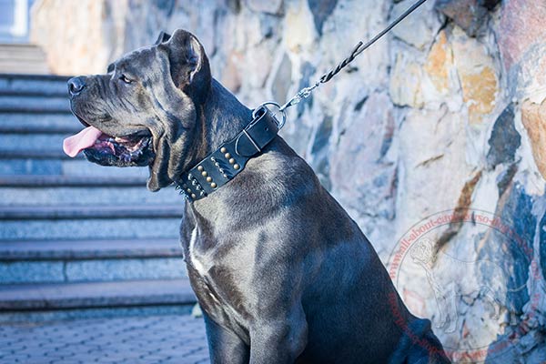 Leather Cane Corso collar with brass spikes and nickel plated half-spheres