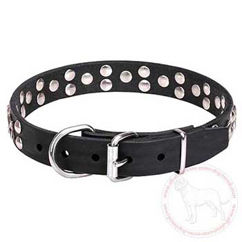 Leather Cane Corso collar with chrome plated hardware