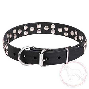 Leather Cane Corso collar with chrome plated hardware