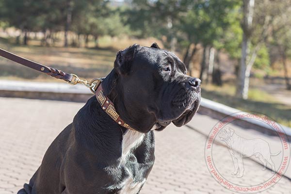 Leather Cane Corso Collar with vintage plates