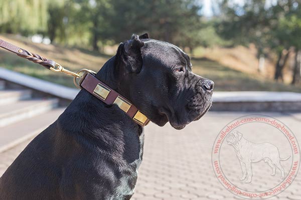 Leather Cane Corso collar with vintage brass plates