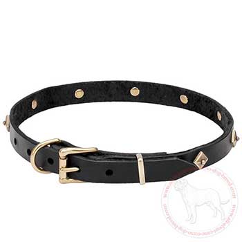 Walking leather Mastiff collar with brass plated buckle