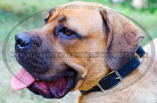 Leather Cane Corso collar with choking effect