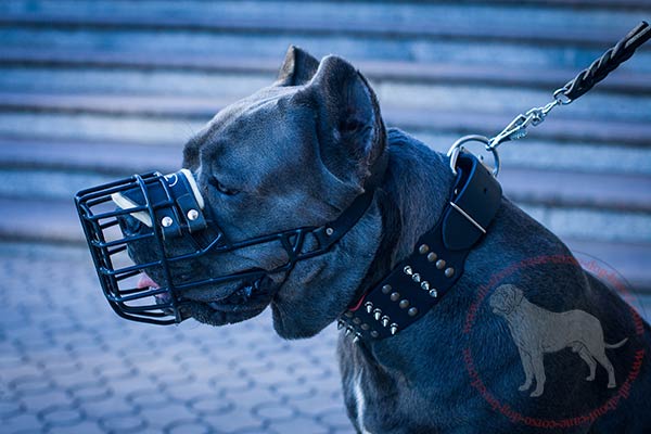 Wide leather dog collar for Cane Corso