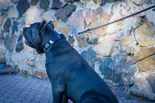 Adorned leather dog collar with massive plates on Cane Corso