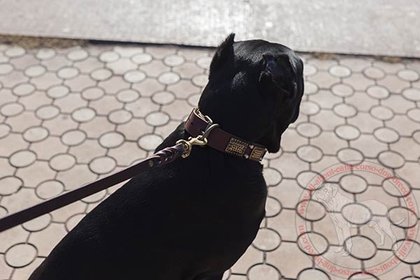 Leather dog collar for Cane Corso with brass plated hardware