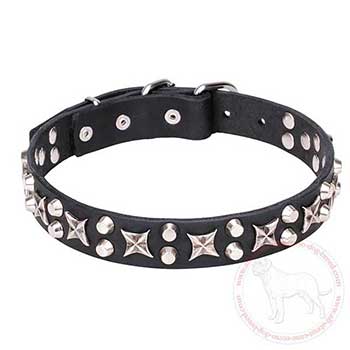 Leather dog collar for Cane Corso with chrome plated decoration