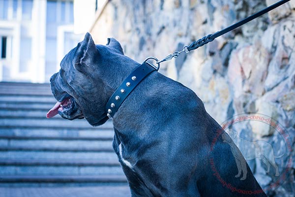 Reliable leather dog collar for Cane Corso with pyramids