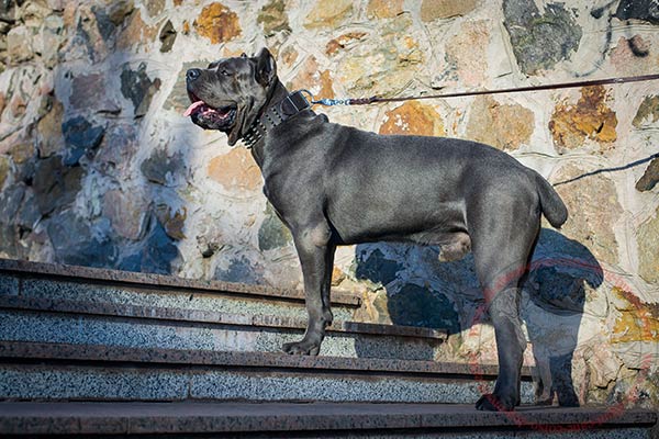 Leather dog collar for Cane Corso walking in style