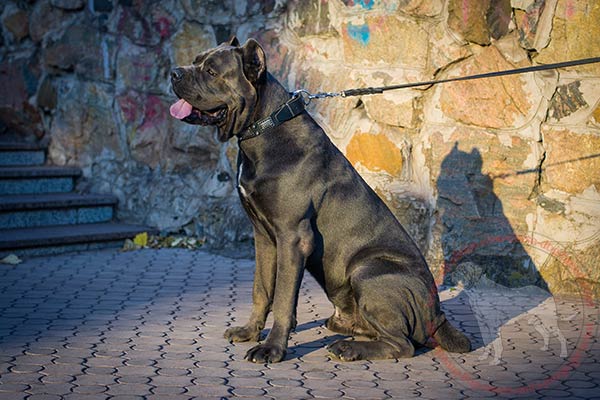 Leather dog collar for Cane Corso for daily use