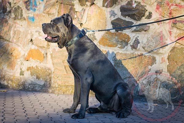 Comfy leather dog collar for Cane Corso