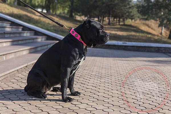 Leather dog collar for Cane Corso walking