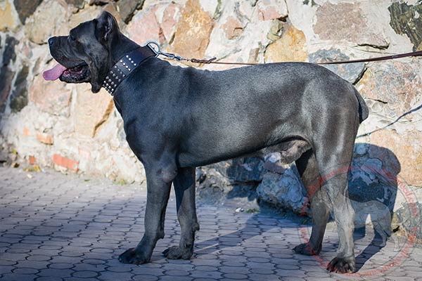 Comfy wide leather dog collar for Cane Corso