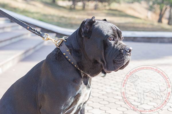 Leather dog collar for Cane Corso with shiny brass covered spikes