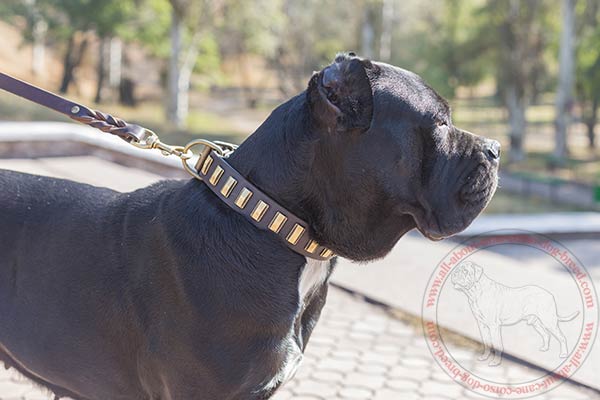 Leather dog collar for Cane Corso with brass plated adornment