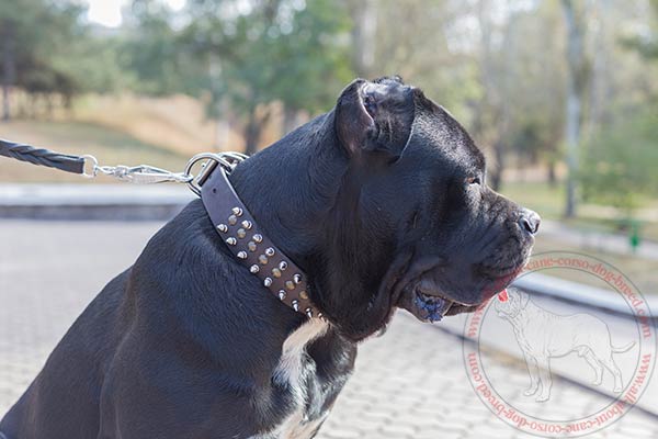 Leather dog collar for Cane Corso with brass and nickel plated decoration