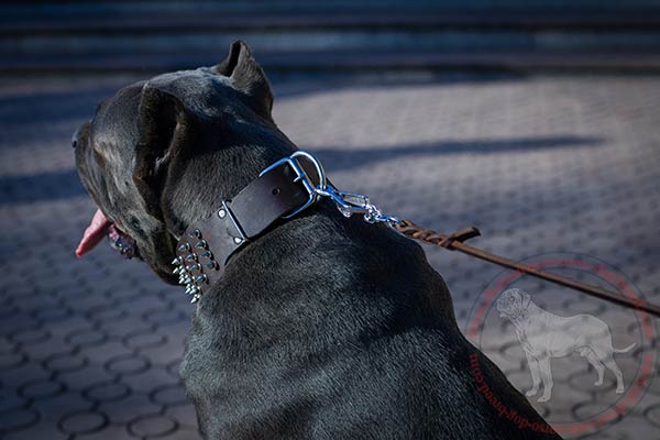 Leather dog collar for Cane Corso with strong hardware