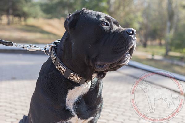 Leather dog collar for Cane Corso with embossed plates