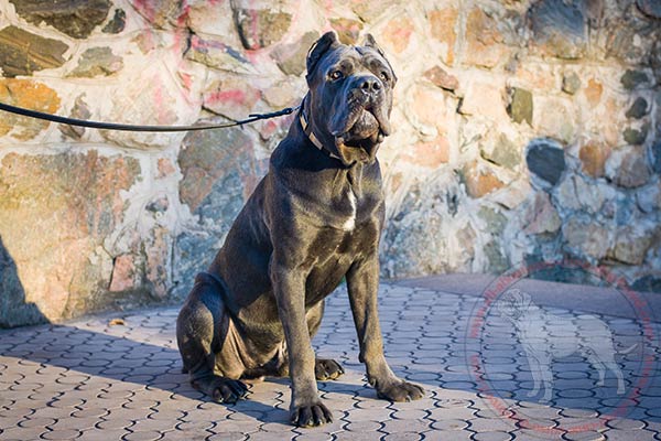 Leather dog collar for Cane Corso with engraved plates