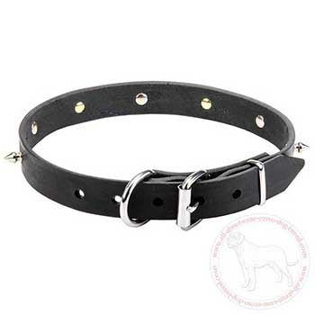 Leather dog collar for Cane Corso with nickel plated fittings
