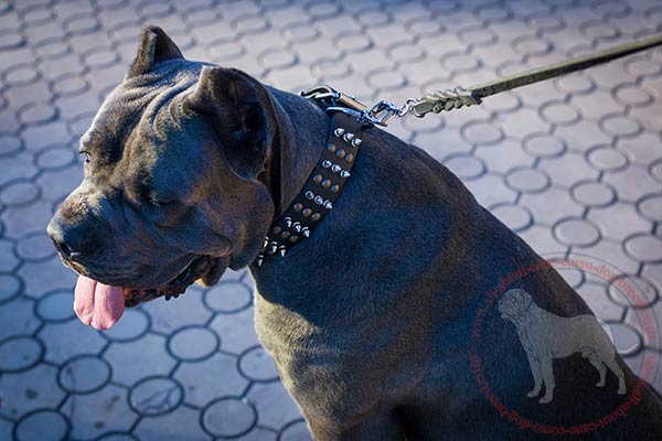 Leather dog collar for Cane Corso with spikes and half-spheres