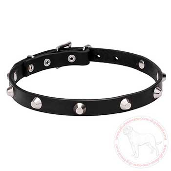 Splendid leather dog collar for Cane Corso with truncated studs