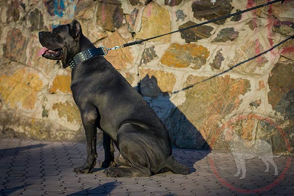 Wide warrior design leather dog collar for Cane Corso