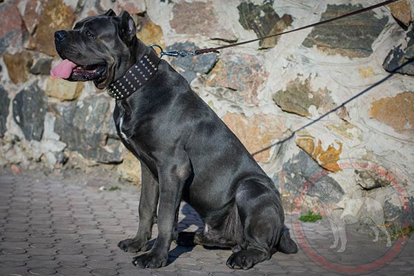 Designer leather dog collar for Mastiff