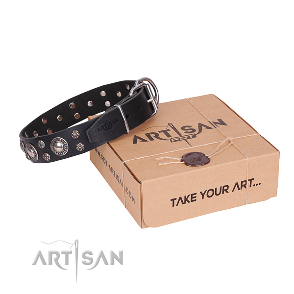 Everyday leather dog collar with astonishing studs