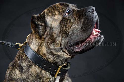 Leather collar with handle looks perfect on Cane Corso