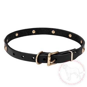 Leather Mastiff collar with brass plated buckle