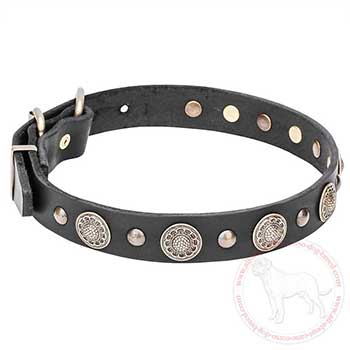 Mastiff dog collar with brass adornment