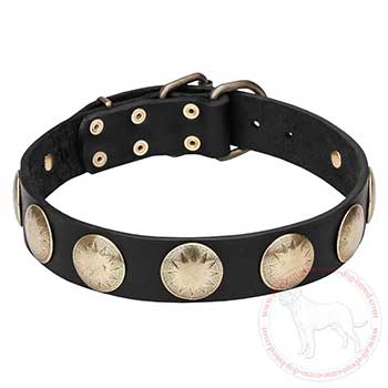 Mastiff dog collar with brass circles