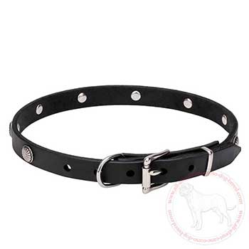 Leather Mastiff dog collar with chrome plated buckle