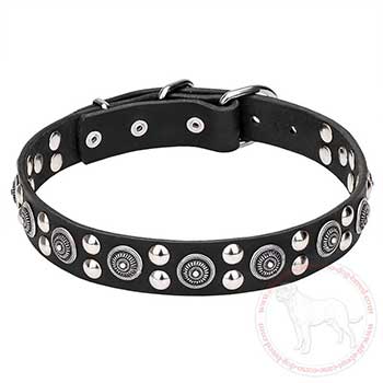 Mastiff dog collar with chrome plated decoration