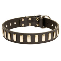 Mastiff leather collar with steel fittings