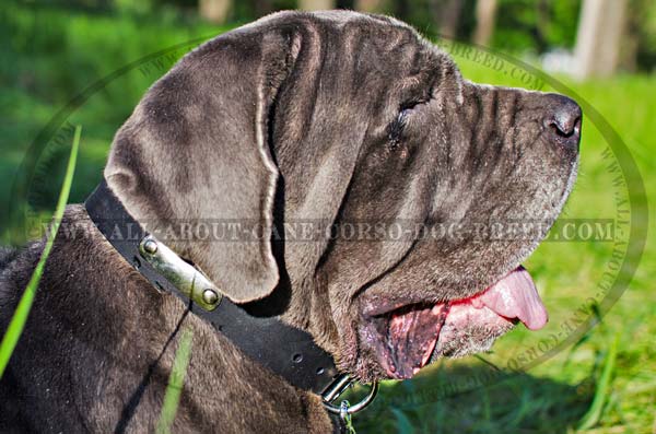 Handmade Leather Dog Collar for Mastino Napoletanos