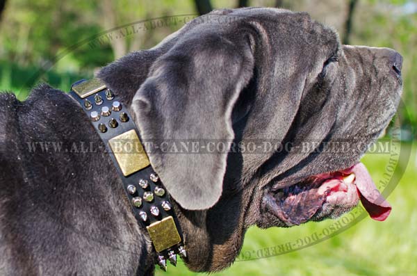 Designer Leather Canine Collar for Mastino Napoletano Breed