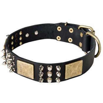 Well-made leather dog collar for Mastino Napoletanos'  prestige