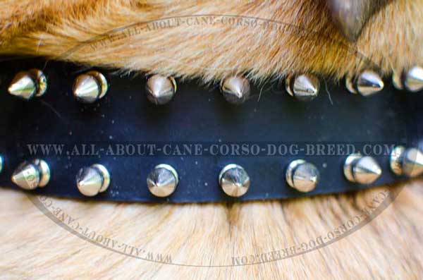 Strong Spikes Attached to the Collar