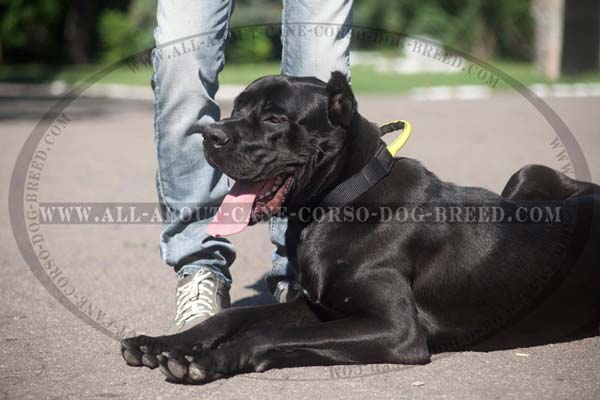 Perfect looking nylon collar for Cane Corso