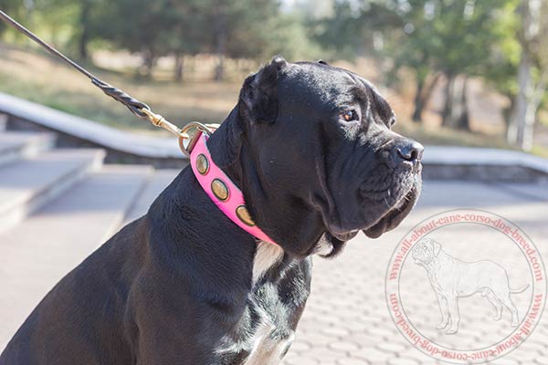 Leather Cane Corso collar with brass covered plates 