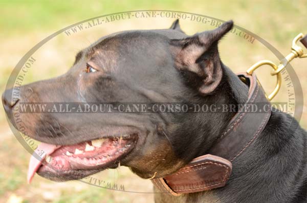 Finest Pitbull Dog Leather Collar