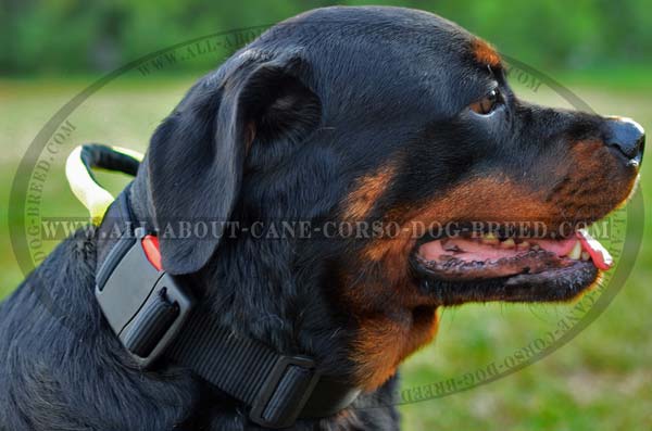 Wearproof Nylon Rottweiler Collar with Control Handle