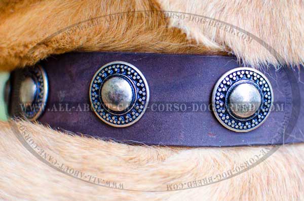 Gorgeous Conchos Hand Riveted to Leather Collar